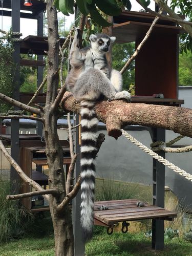 撒欢到澳洲7- 悉尼动物园