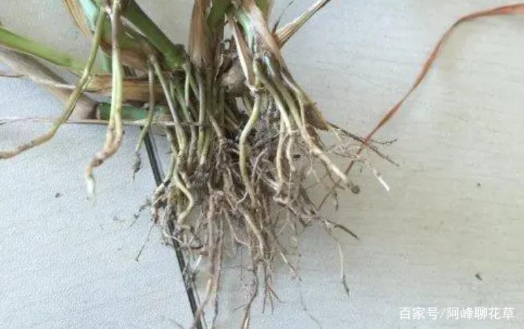 双子叶和单子叶的区别