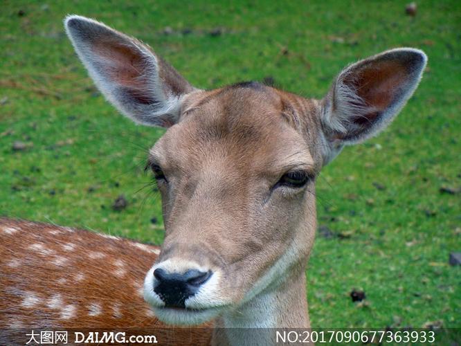 在草地上竖起耳朵的梅花鹿高清图片