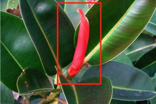 橡皮树的修剪方法图解和注意事项:橡皮树修剪的时间 橡皮树的修剪方法