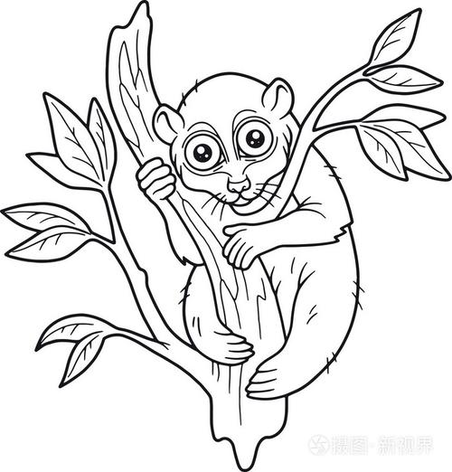 狐猴在树枝上