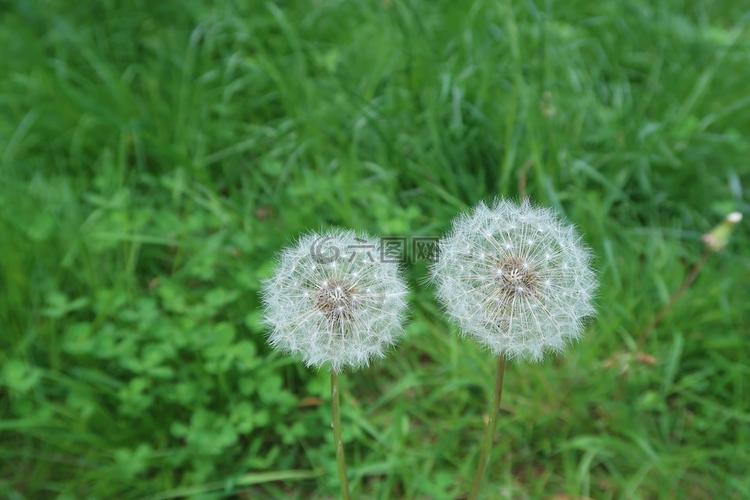 蒲公英,草,草地