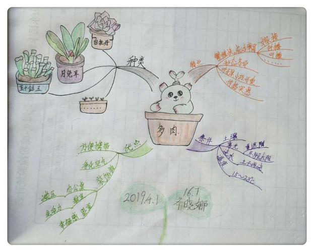 思维导图之美丽的植物