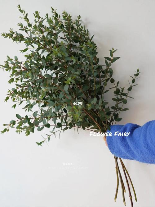 细叶尤加利91你认识么?