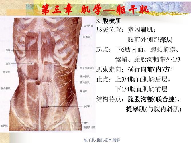 腹横肌 形态位置:宽阔扁肌; 腹前外侧部深层 起点:下6肋内面,胸腰