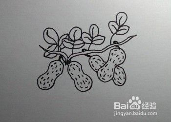 儿童简笔画:教你一步一步如何画花生(七步)