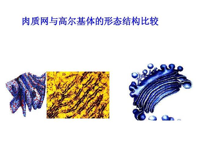 肉质网与高尔基体的形态结构比较