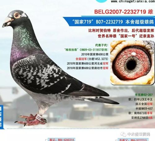 北京杨晨鸽舍 中海弘飞携精品铭鸽相约12月9-10日北京