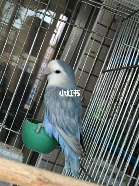 牡丹鹦鹉品种介绍大全【八】边化系列