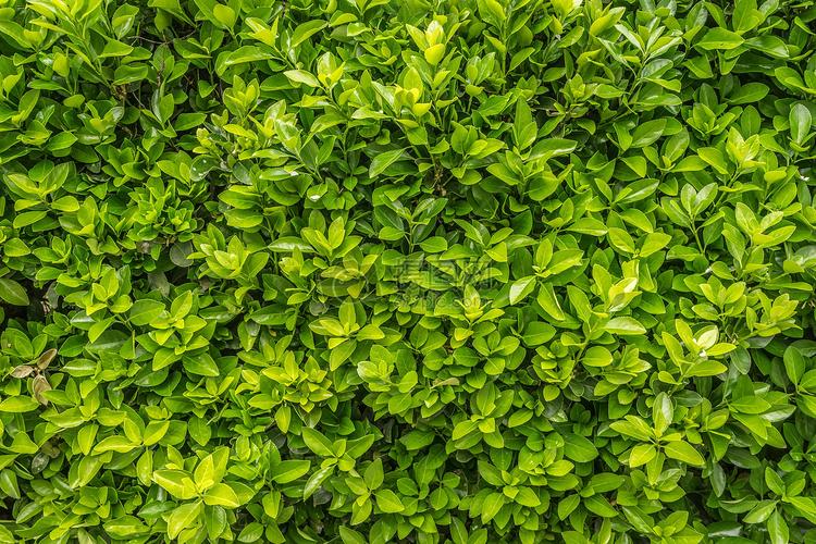茂密的植被树叶特写