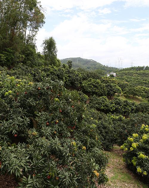 茂名荔枝哪家价格低/博罗县雅时园荔枝