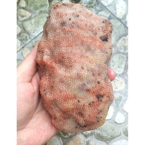 宁强珊瑚玉石化石雪花纹纯红色小菊花纹原石原生态精品雕刻料w