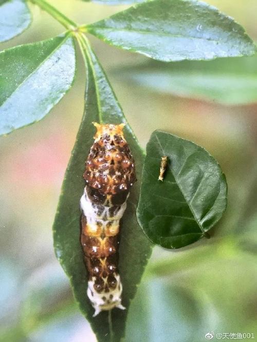 小虫迷独角仙虫子书