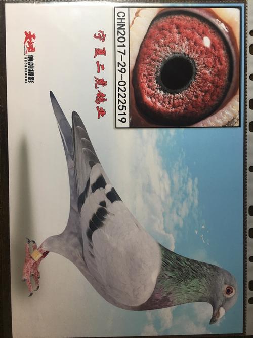宁夏二虎鸽业展卖铭鸽欣赏