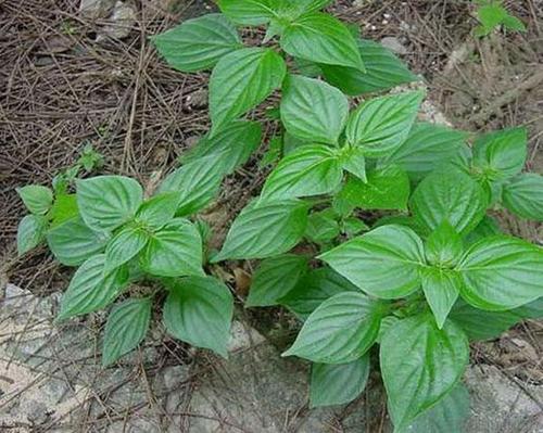 (《广西民间常用草药》) ⑤治无名肿毒及痰核:猪肝菜三两,大茶药根二