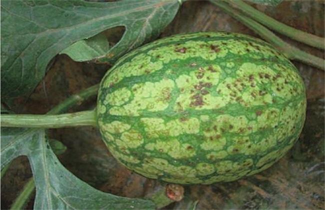 西瓜细菌性角斑病的防治方法昆仑风吡唑醚菌酯