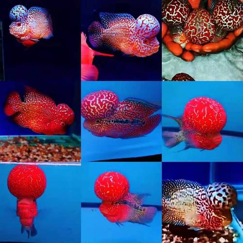 鸿运当头罗汉鱼龙鱼宠物泰国进口起头爆头热带观赏鱼金花泰金