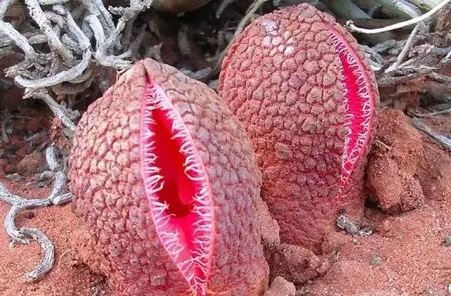 游客在非洲沙漠中发现一奇怪植物,长得好像女人的"红唇"!