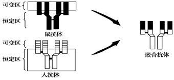 (1)鼠源杂交瘤抗体就是从免疫小鼠的脾脏细胞中获取 ,在诱导剂的作用