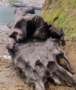 (出售)阴沉木天价拍卖价格,哪里交易好?