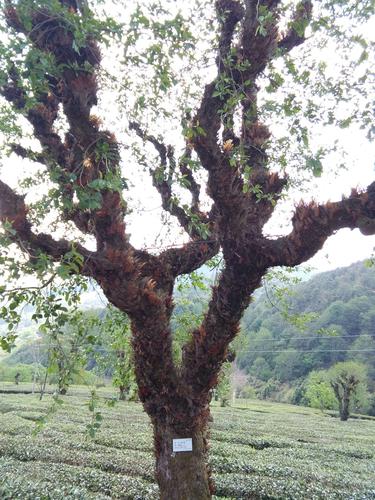 博南山茶园水冬瓜赋