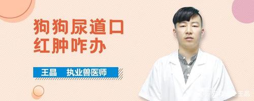 狗狗尿道口红肿咋办