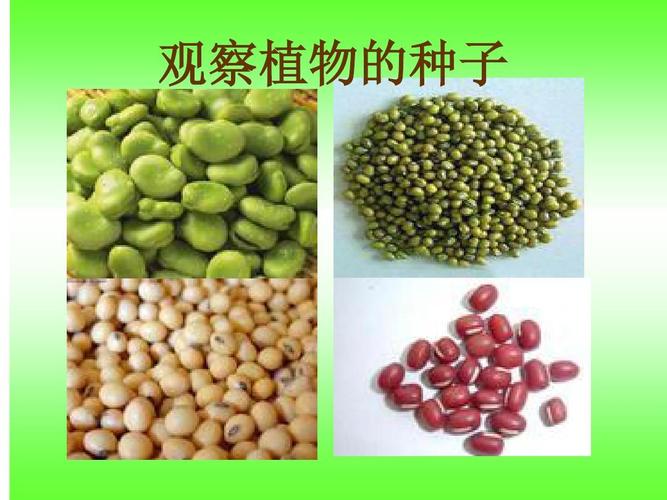 观察植物的种子