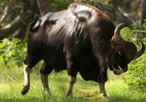 世界上最大的一种野牛,靠角和一身蛮力称霸,连狮子都不正眼瞧