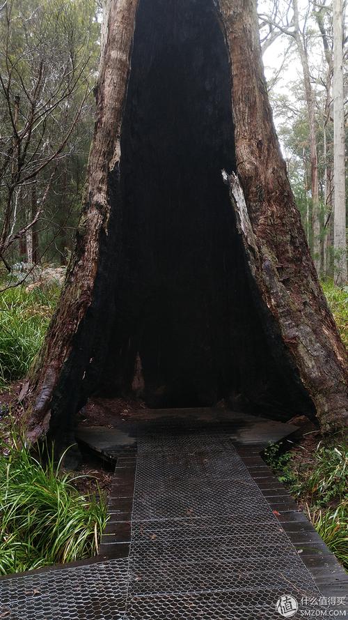 公园随处可见的大树洞