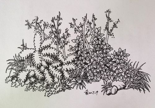 临汤向钢笔画～小草丛