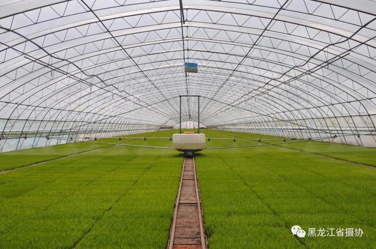 春雪后的北大荒股份友谊分公司水稻生产大棚蔚为壮观 张宏  摄