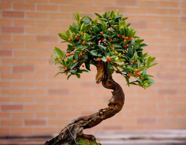 春季这样巧操作,金豆姿态美,结果多