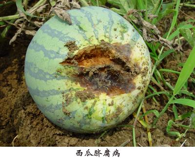 西瓜常见病害有图片