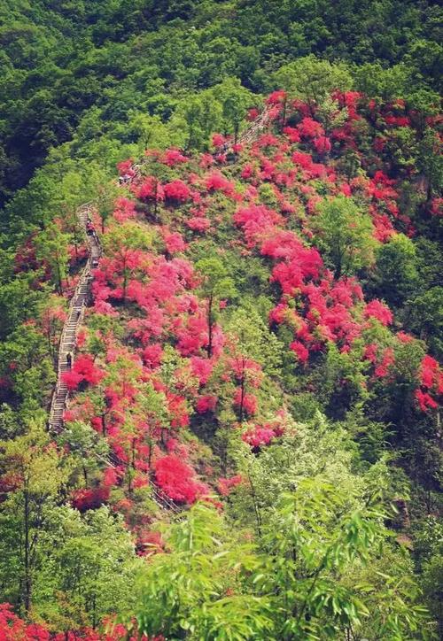 杜鹃山花海