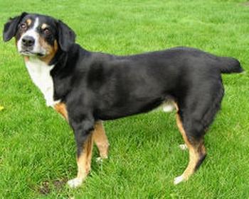  p>山犬是一系列山地犬种的总称,主要有中国山犬, a href="#" data