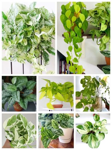 你还以为绿萝只有那么一个品种吗?