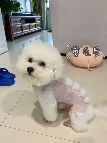 比熊剪毛后恐龙造型_比熊_恐龙_小恐龙_夏天去哪玩_棉衣_月饼_宠物_狗