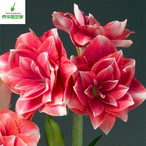 新到现货 荷兰进口洋朱顶红种球双梦doubledream重瓣非常漂亮 - 痕风