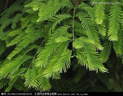 水杉树叶简笔画