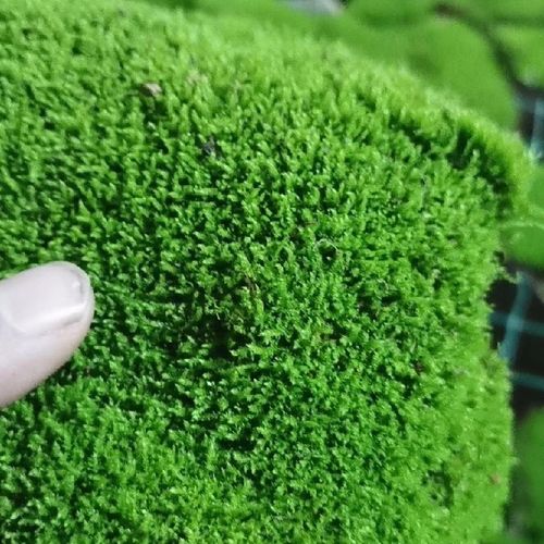 新鲜苔藓青苔小灰藓短绒藓青藓水陆缸雨林缸假山石上水石溪水植物