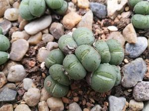 荧光玉肉锥