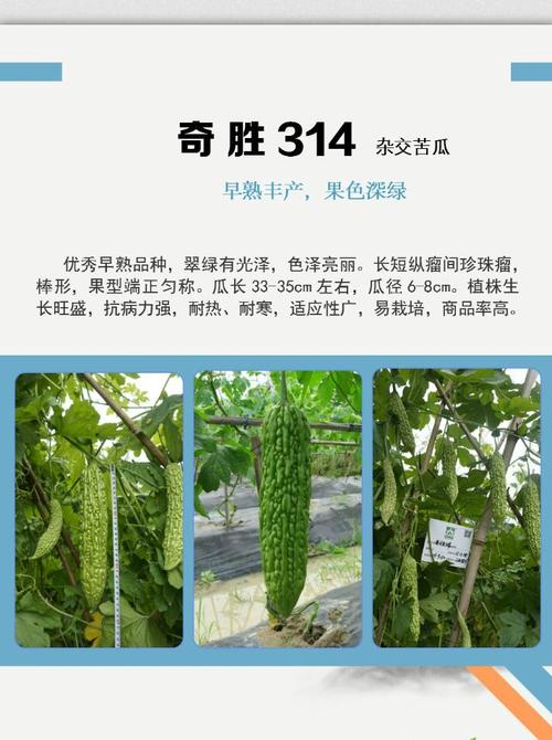 高端苦瓜好品种都在这