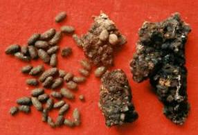 首页 中草药四代 > 正文      本品为鼯鼠科动物复齿鼯鼠的干燥粪便.