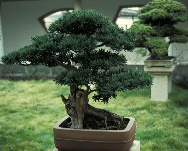 罗汉松的养殖方法