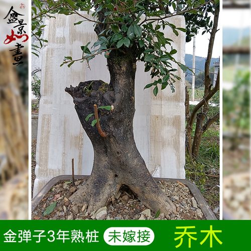金蛋子3年熟桩  庭院观赏观茎植物金弹子盆景盆栽 未