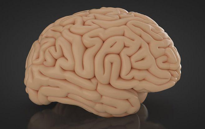 人体大脑c4d模型 cerebro 3d model 头脑模型,大脑模型,人体大脑