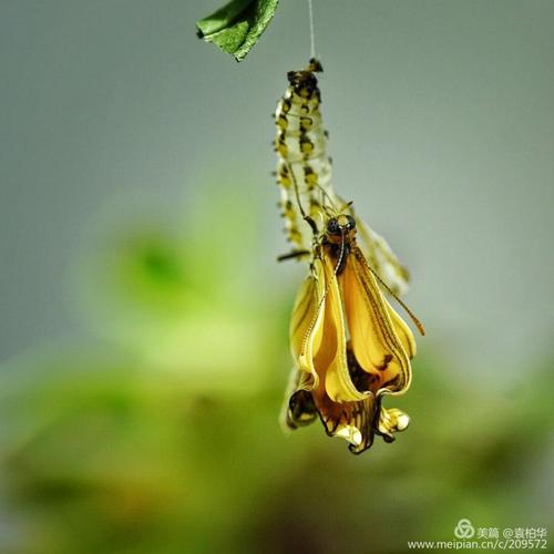 下面我发二组照片,一组是纺织娘脱衣,一组是虫变成蝴蝶.
