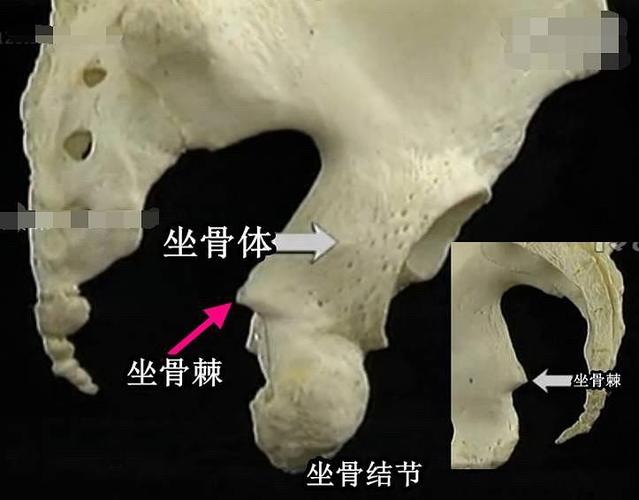 2.47【安身之道中医针灸】针灸基础--盆腔之骨.