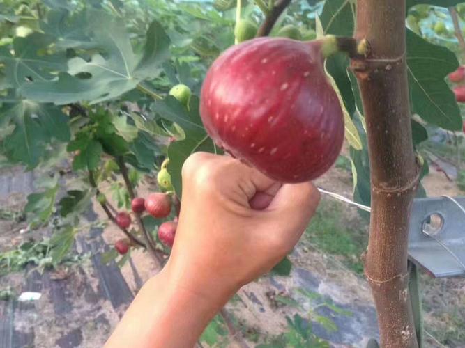 波姬红无花果苗