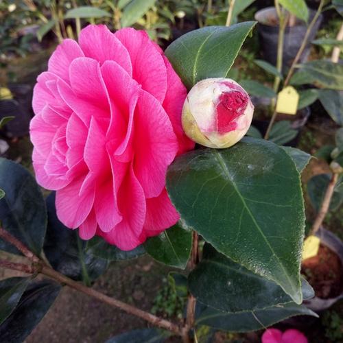 佛那礼山茶花苗带花苞绿植花卉盆栽阳台客厅庭院植物名贵品种促销